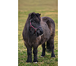 Capezza per puledri e Shetland Future Star