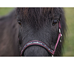 Capezza per puledri e Shetland Future Star