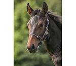 Capezza per puledri e Shetland Shimmering