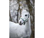 Capezza per puledri e Shetland Twinkle