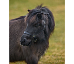 SHOWMASTER Capezza in cuoio per puledri e Shetland Siri