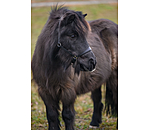 SHOWMASTER Capezza in cuoio per puledri e Shetland Siri