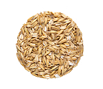 BASIC Avena laminata