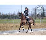 Stinchiere da dressage con pelliccia sintetica Classic, posteriori