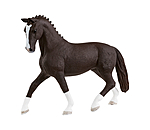 Cavalla Hannoverana