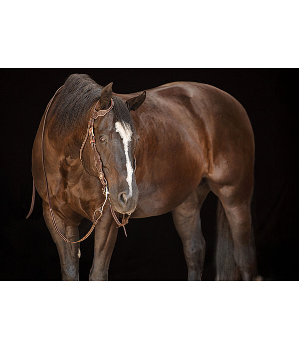 Testiera western Copper