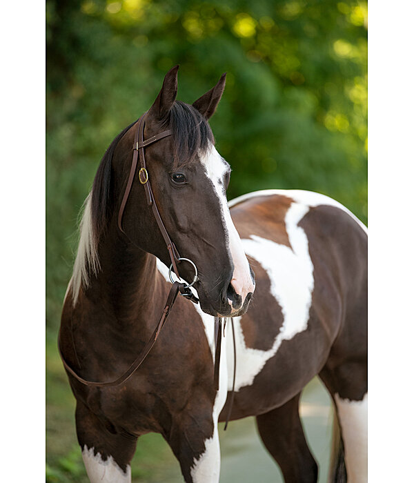 Testiera da lavoro Harness