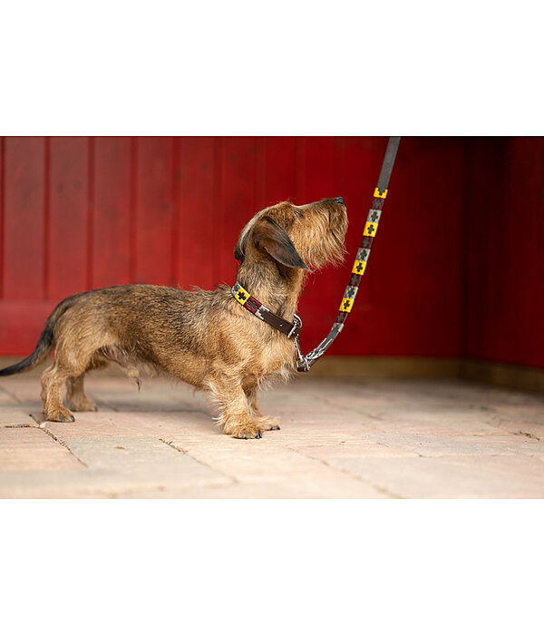 Set collare e guinzaglio in cuoio Polo Sports