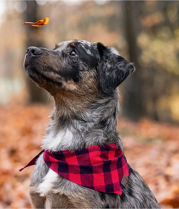 Bandana Henry