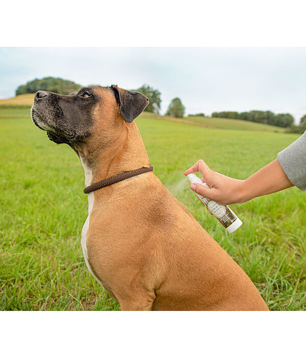 Spray per il pelo per cani Evergreen Woods