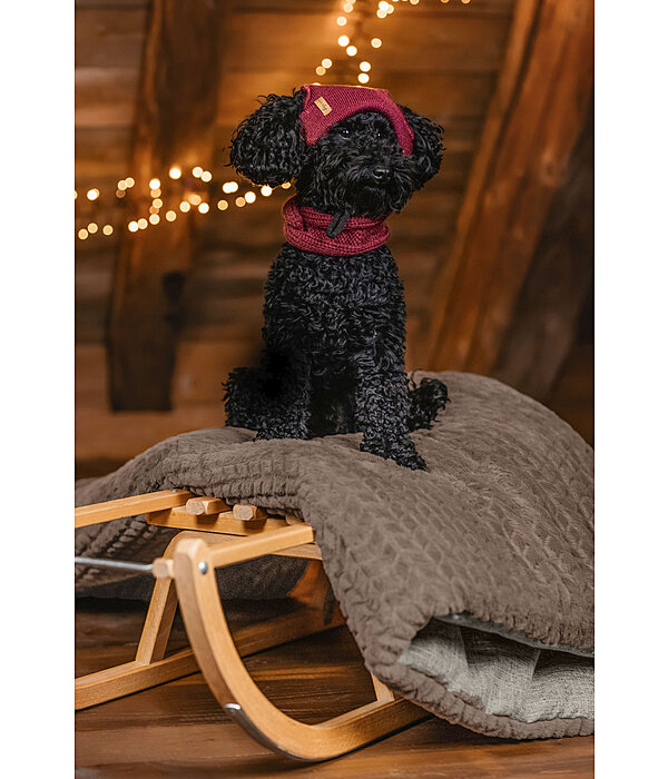 Beanie per cani Evin