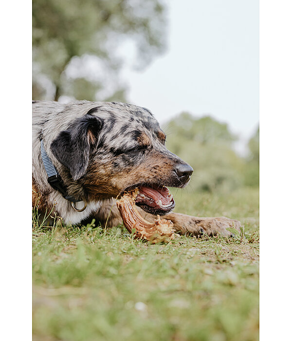 Colli di tacchino per cani