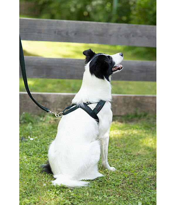 Pettorina norvegese Miley