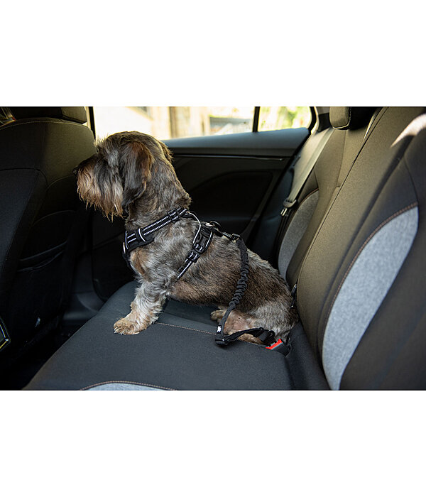 Cintura di sicurezza per cani