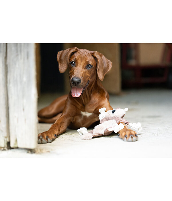 Scoiattolo peluche per cani