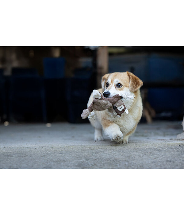 Scoiattolo peluche per cani