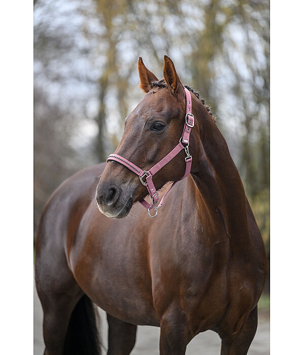 Capezza Twinkle
