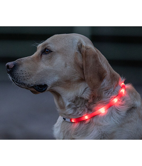 Collare per cani con LED