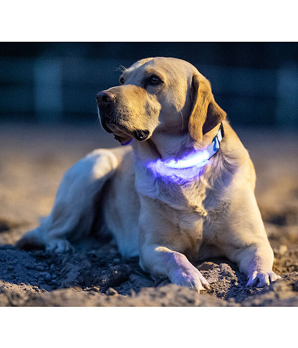 Collare per cani LED Loom