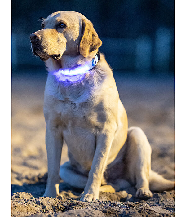 Collare per cani LED Loom