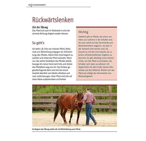 Basistraining für Pferde