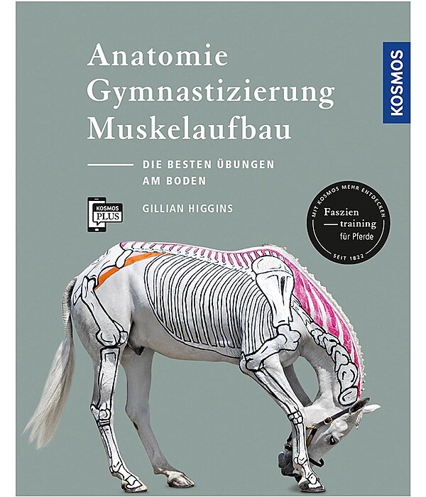 Anatomie, Gymnastizierung, Muskelaufbau