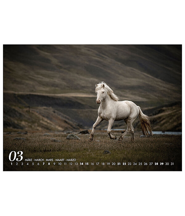 Calendario 2026 cavalli islandesi