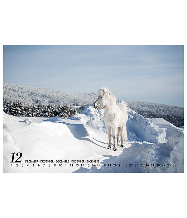 Calendario 2026 cavalli islandesi