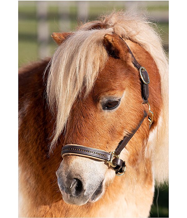 Capezza in cuoio per pony, Shetland e Mini-Shetland Sparkle