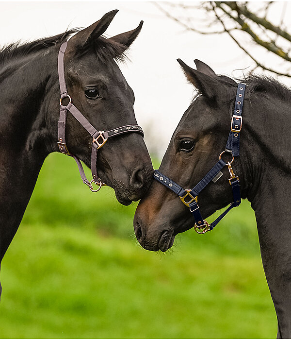 Capezza puledri e Shetland Future Star