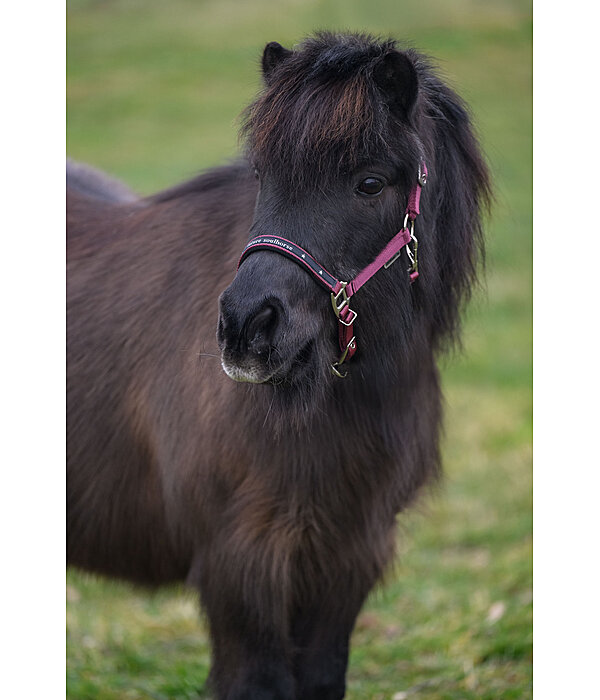 Capezza per puledri e Shetland Future Star