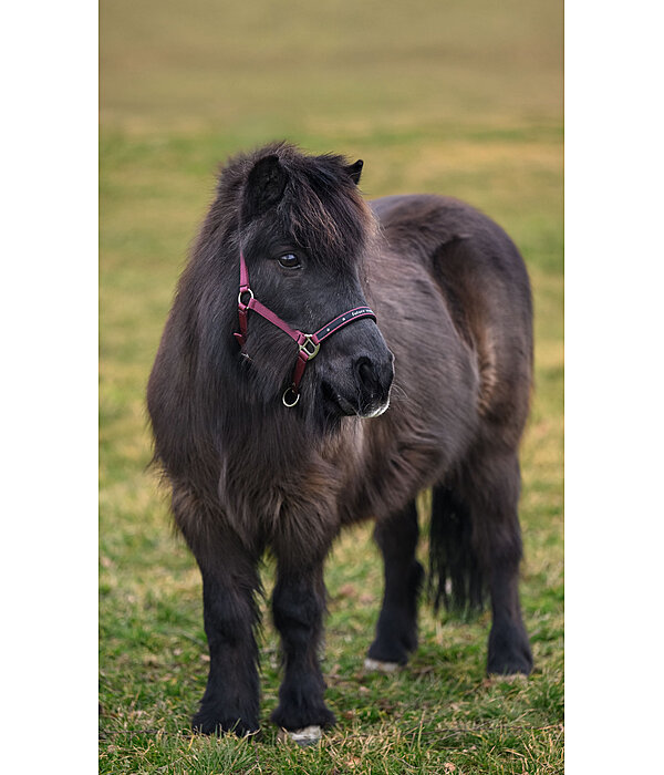 Capezza per puledri e Shetland Future Star