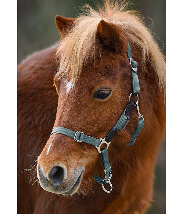 Capezza puledri e Shetland Katy