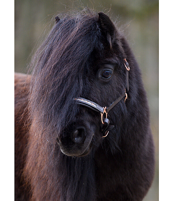 Capezza puledri e Shetland Little Rosy