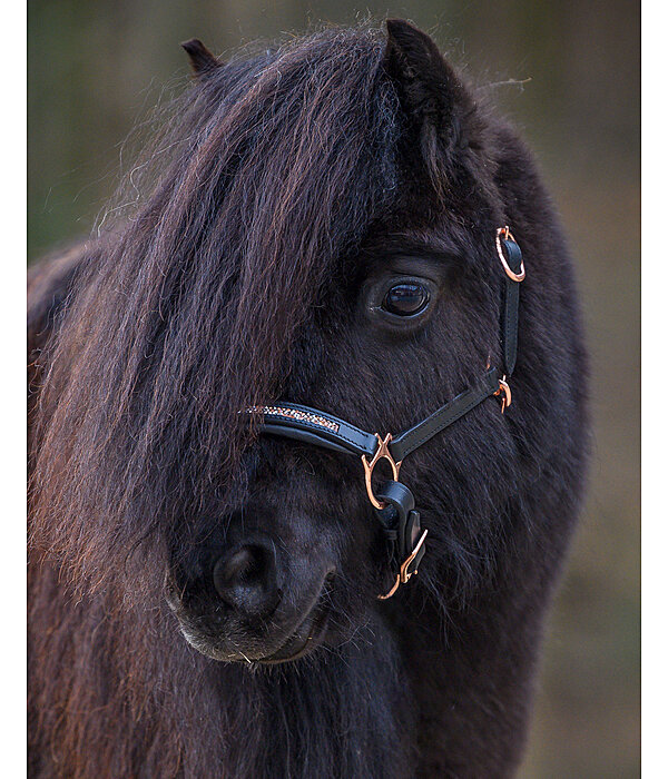 Capezza puledri e Shetland Little Rosy