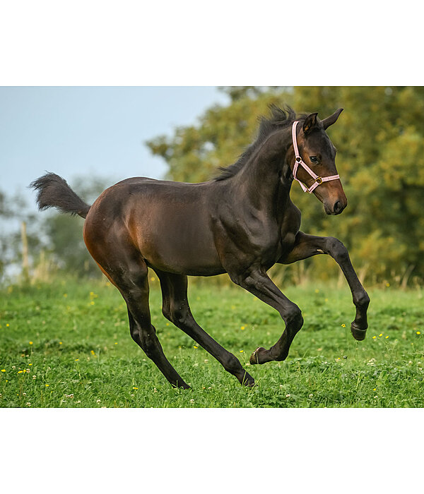 Capezza per puledri e Shetland Shimmering