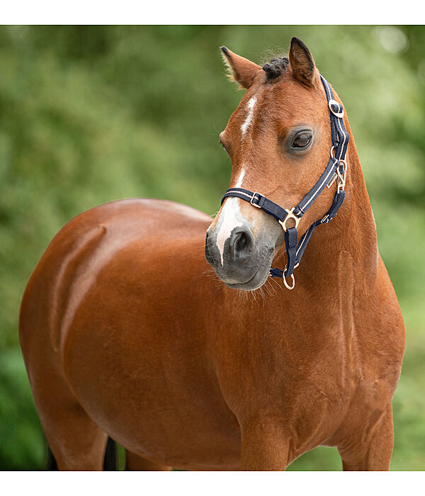 Capezza per puledri e Shetland Shimmering