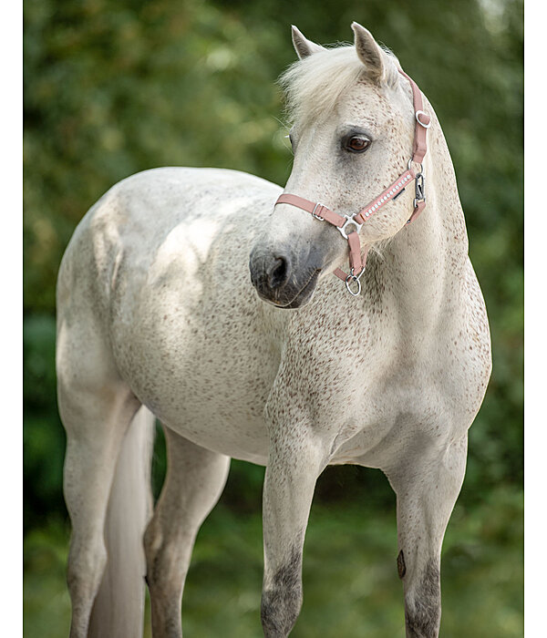 Capezza per puledri e Shetland Crystal Chain