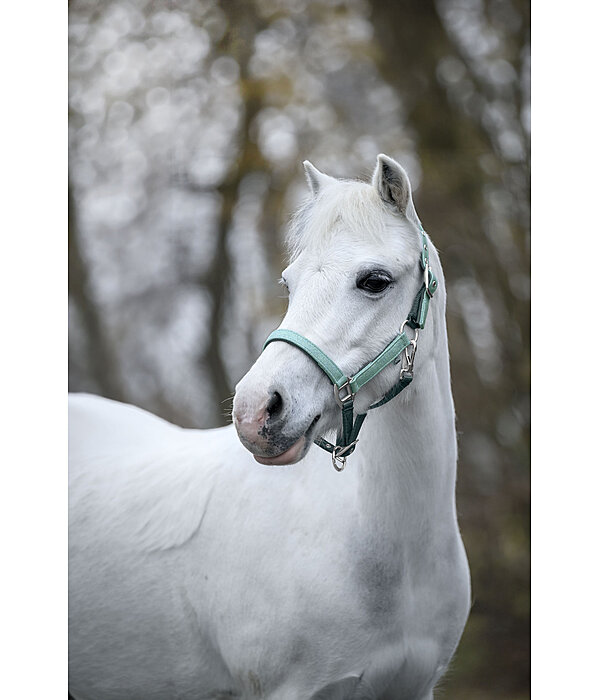 Capezza per puledri e Shetland Twinkle