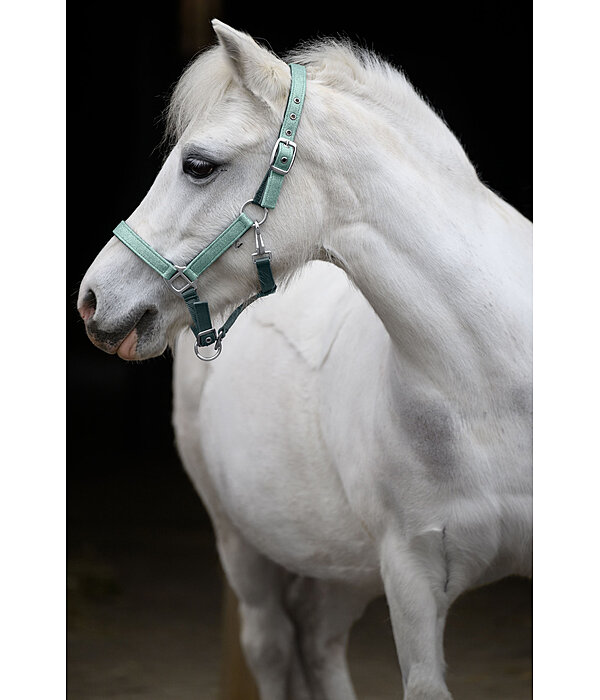 Capezza per puledri e Shetland Twinkle