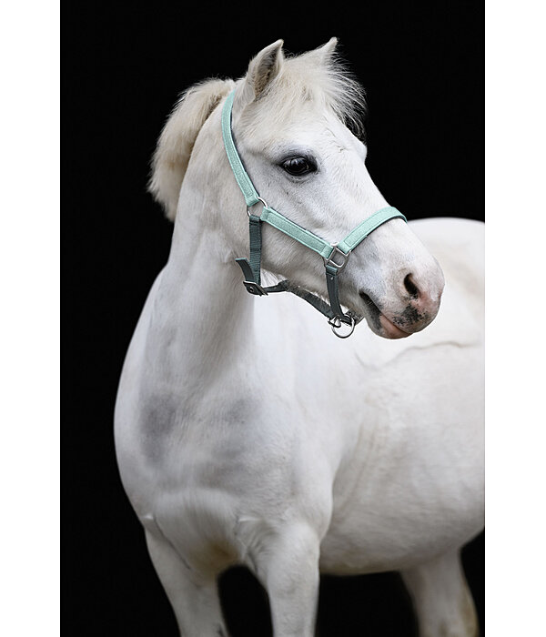 Capezza per puledri e Shetland Twinkle