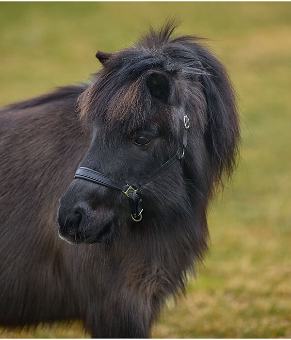 SHOWMASTER Capezza in cuoio per puledri e Shetland Siri