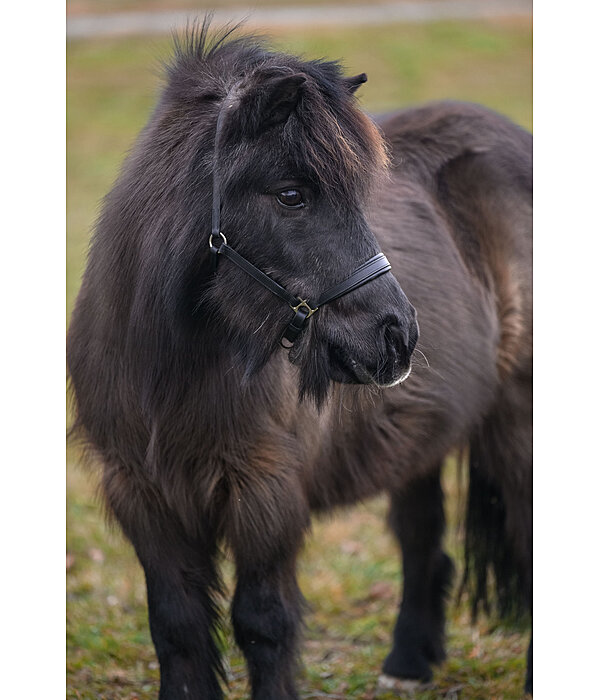 SHOWMASTER Capezza in cuoio per puledri e Shetland Siri