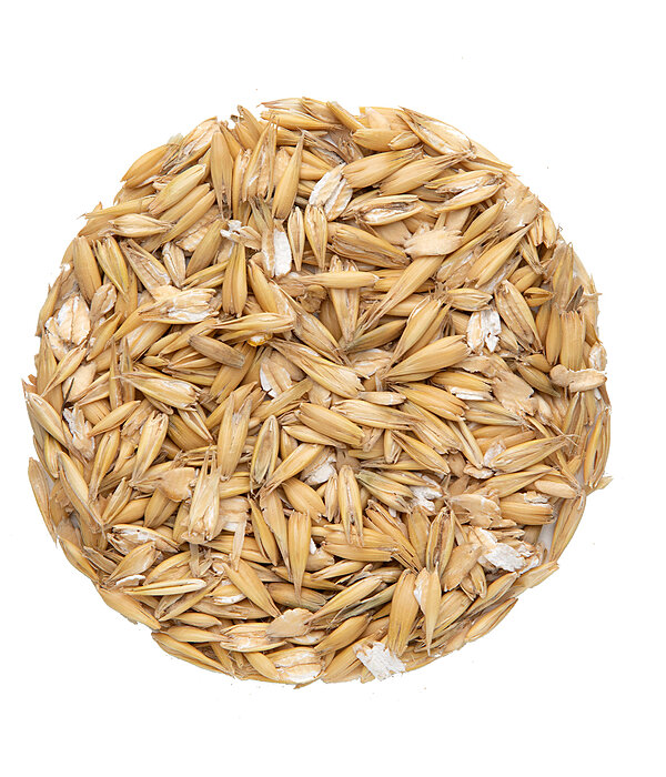 BASIC Avena laminata